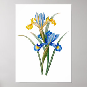 Póster Iris español de Pierre-Joseph Redouté