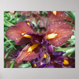 Póster Iris et pluie