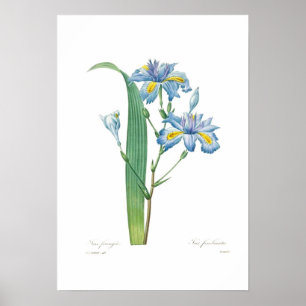 Póster Iris fimbriata