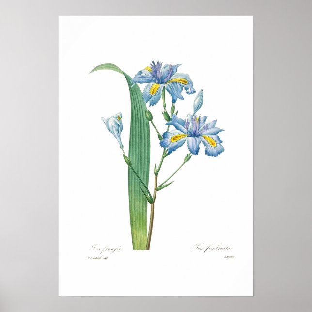 Póster Iris fimbriata (Frente)