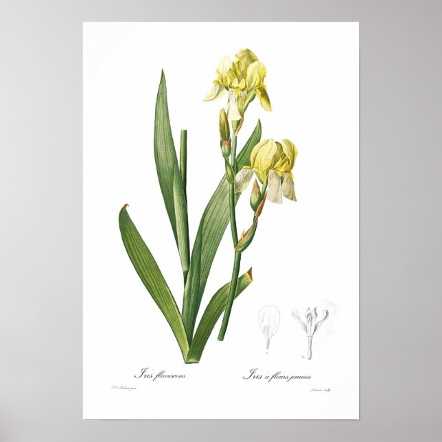 Póster Iris flavescens (Frente)