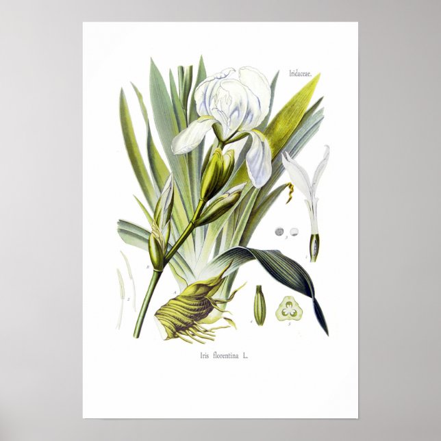 Póster Iris florentina (Frente)
