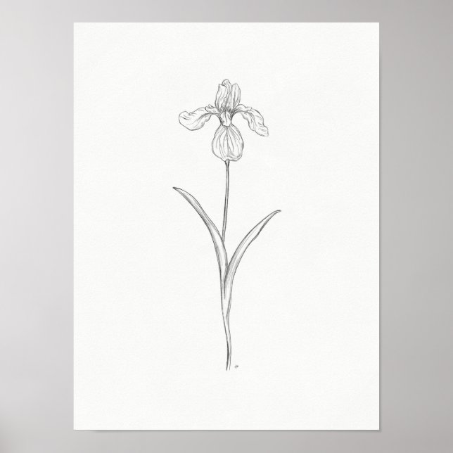 Póster Iris Flower Sketch Print (Frente)