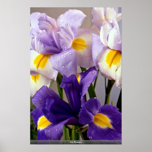 Póster Iris flowers