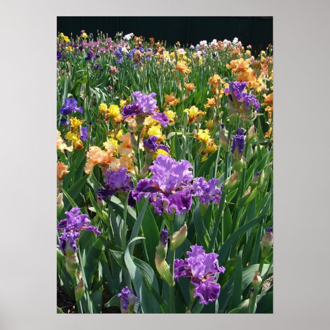 Póster Iris Garden Poster floral Purple Irises Cottage (Frente)