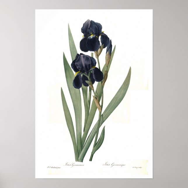 Póster Iris germanica (Frente)