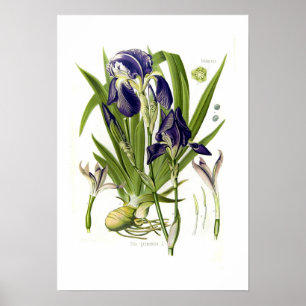 Póster Iris germanica