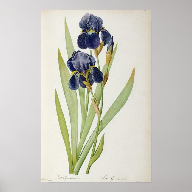 Póster Iris Germanica, from `Les Liliacees', 1805 (Frente)