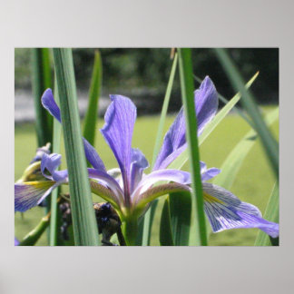 Póster Iris hídrico en estanque