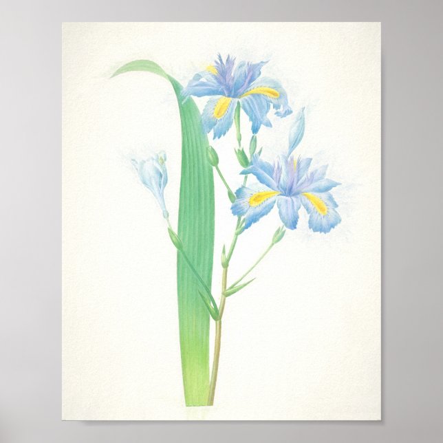 Póster Iris Japonica Art Print (Frente)