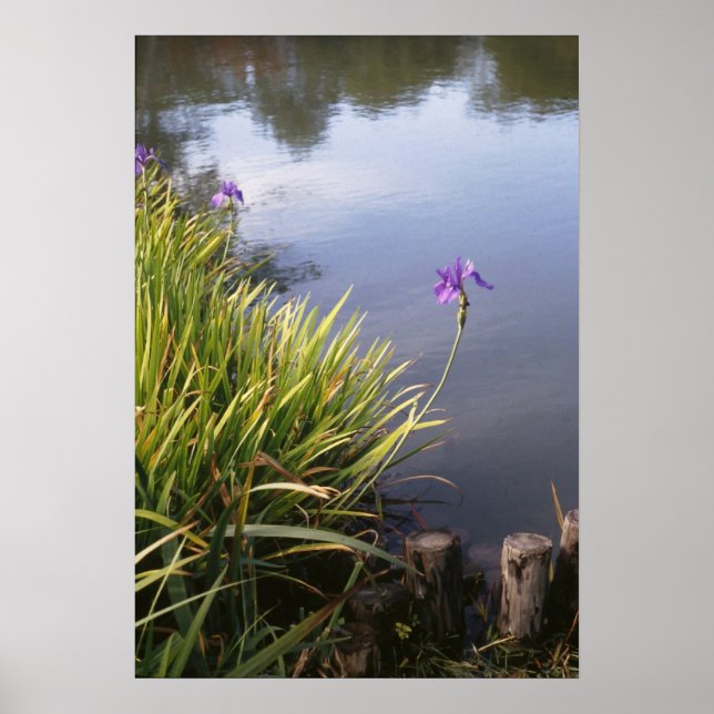 Póster Iris, jardines japoneses (Frente)