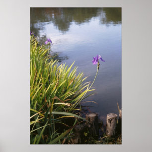 Póster Iris, jardines japoneses