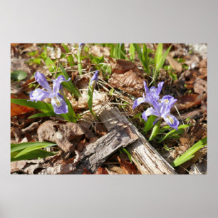 Póster Iris Miniatura Silvestre