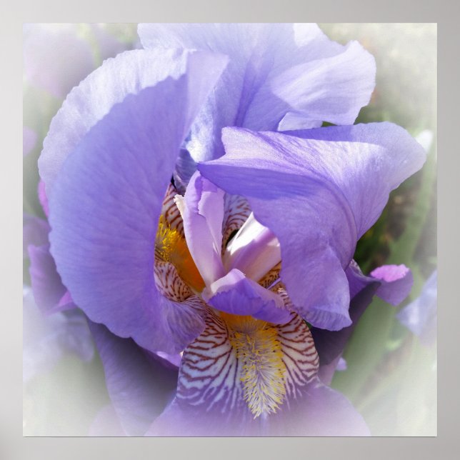 Póster iris morado (Frente)