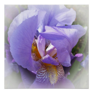 Póster iris morado