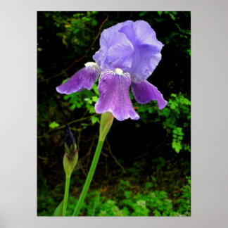 Póster Iris morado