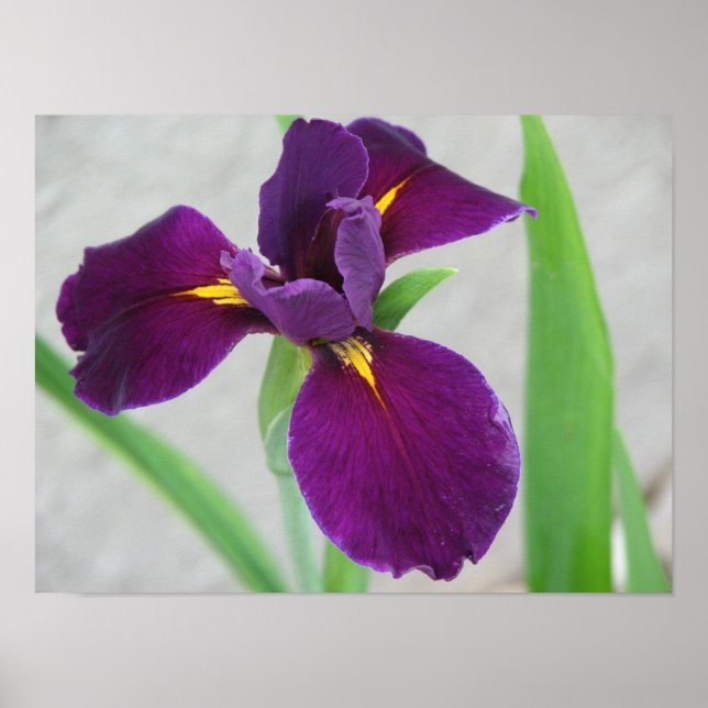 Póster Iris morado (Frente)