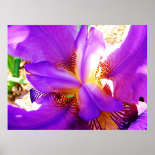 Póster Iris morado