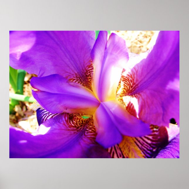 Póster Iris morado (Frente)
