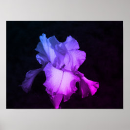 Póster Iris morado brillante en una foto de fondo oscuro
