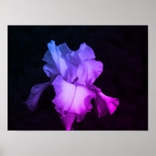 Póster Iris morado brillante en una foto de fondo oscuro