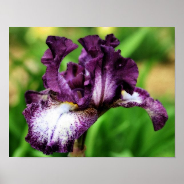 Póster Iris morado cierra flor Orton Art (Frente)