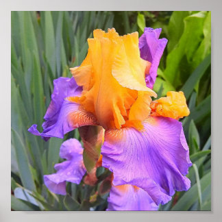 Póster Iris morado y Naranja
