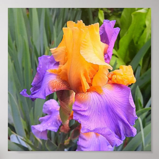 Póster Iris morado y Naranja (Frente)