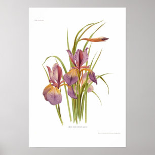 Póster Iris orientalis
