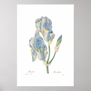 Póster Iris pallida