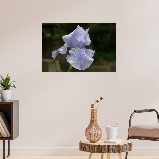 Póster Iris periwinkle con gotas de lluvia (Salón 3)