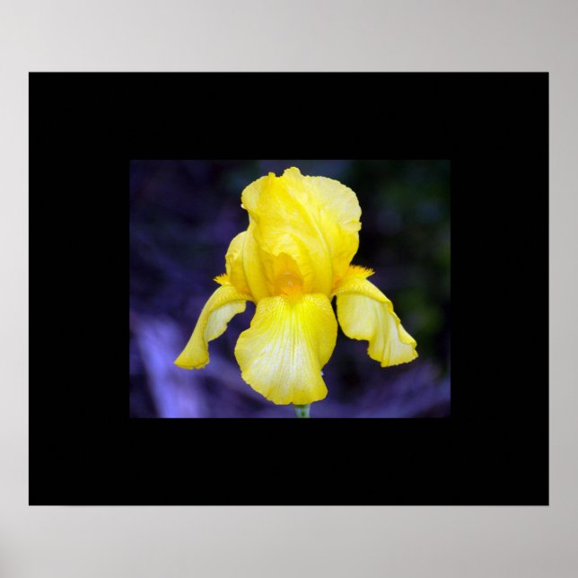 Póster Iris Poster (Frente)