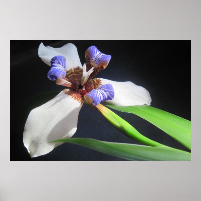 Póster Iris Poster (Frente)
