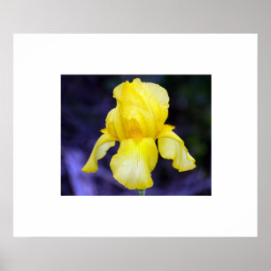 Póster Iris Poster