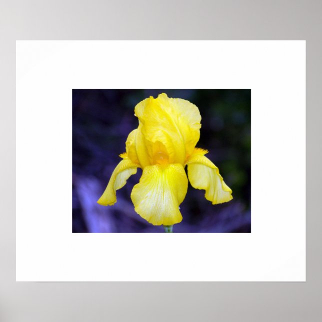 Póster Iris Poster (Frente)