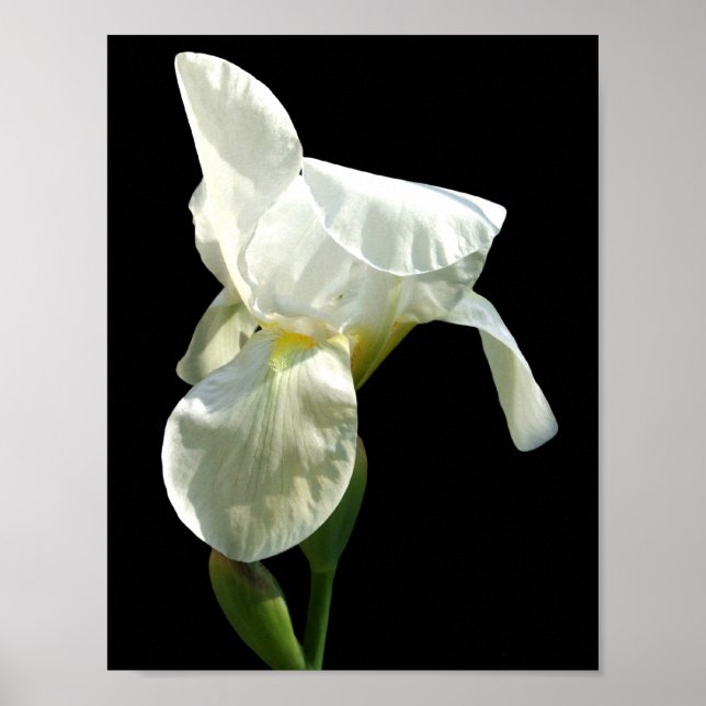 Póster Iris Poster (Frente)