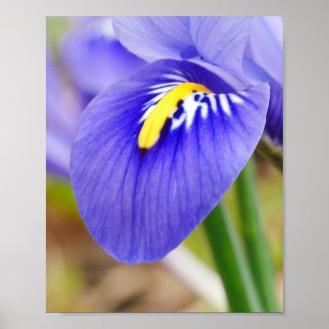 Póster Iris Poster (Frente)