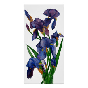 Póster Iris Print