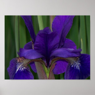 Póster Iris púrpura