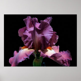 Póster Iris púrpura llamativo