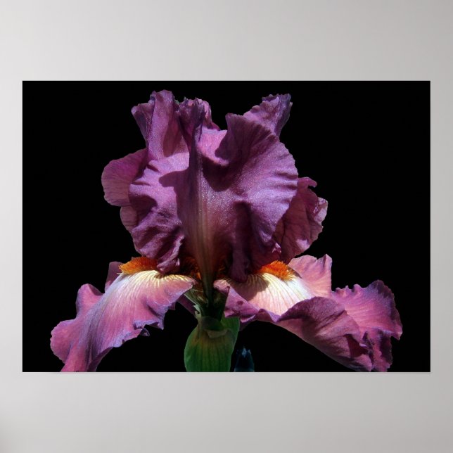 Póster Iris púrpura llamativo (Frente)