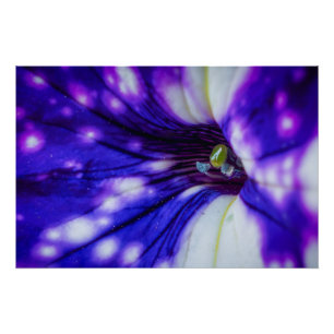 Póster Iris Púrpura Macro – Arte Floral Vibrante en Prime