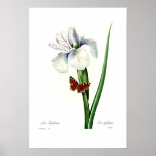 Póster Iris xipheum