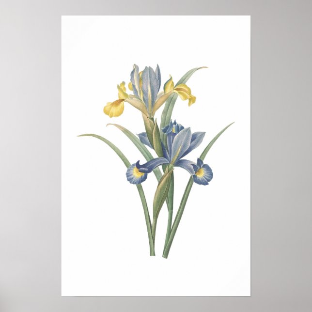 Póster Iris Xiphium Poster (Frente)