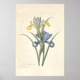Póster Iris Xiphium Poster