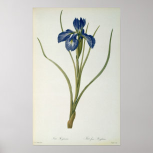 Póster Iris Xyphioides, de "Les Liliacees", 1808