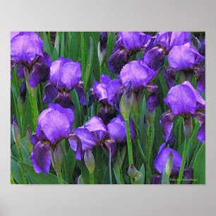 PÓSTER "IRISAS DE PURPLE"