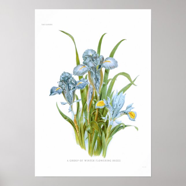 Póster Irises de invierno (Frente)