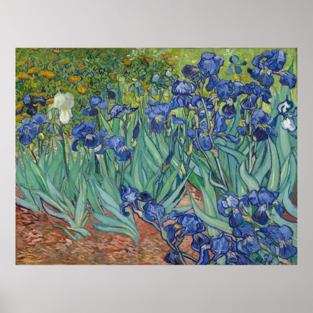 Póster Irises de Vincent Van Gogh (Frente)