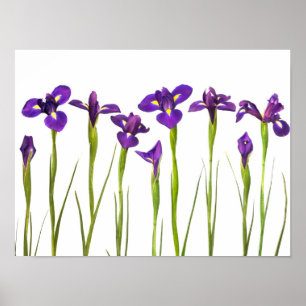 Póster Irises púrpura - Plantilla personalizada de flor d